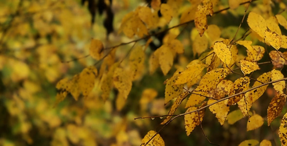 Autumn Leaves Rustling In The Wind 7 Autumn Leaves Rustling In The Wind 7