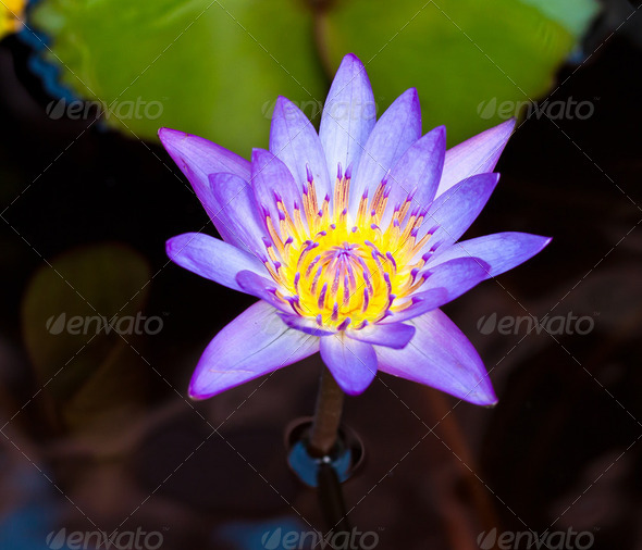 lotus on the River