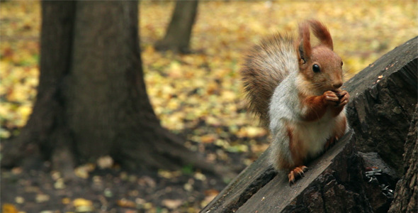 Squirrel In A Park Squirrel In A Park
