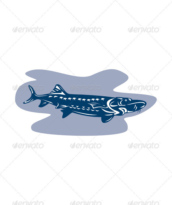Sturgeon Fish Retro Sturgeon Fish Retro