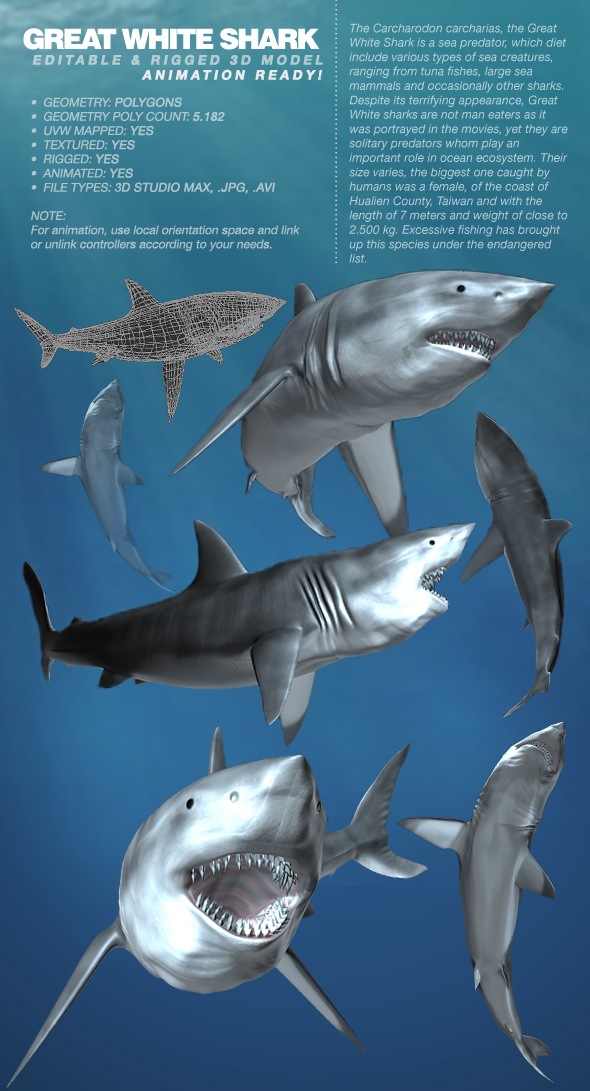 Great White Shark rigged 3Ds model Great White Shark rigged 3Ds model