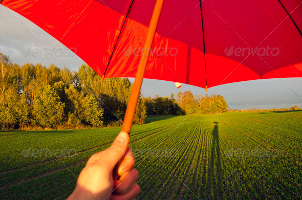 crop field after autumn rain and red umbrella