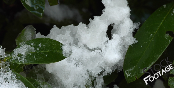 Winter Ice & Leaves FullHD Stock Footage H.264 Winter Ice & Leaves FullHD Stock Footage H.264