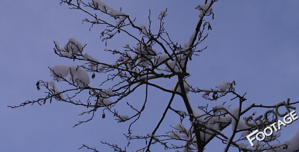 Winter Tree Branch FullHD Stock Footage H.264 Winter Tree Branch FullHD Stock Footage H.264