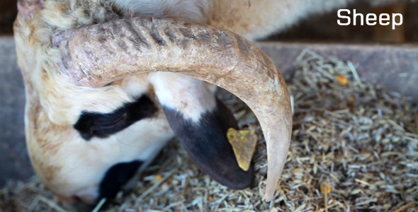 Sheep 2 Sheep 2