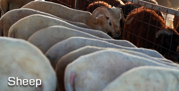 Sheep Sheep
