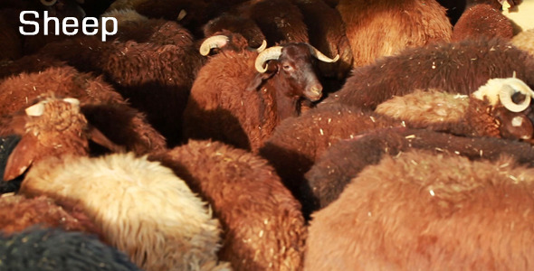 Sheep Sheep