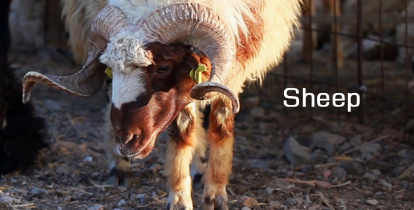 Sheep Sheep