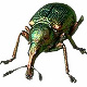 vblinov