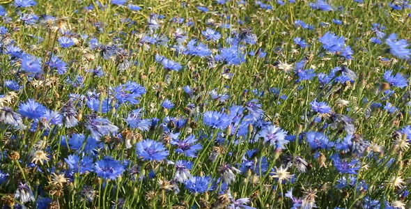Flowers Flowers