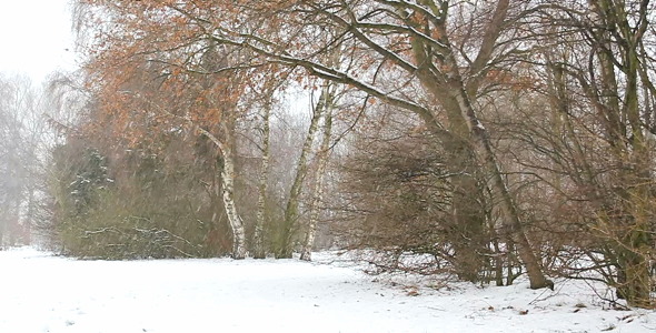 Winter Winter