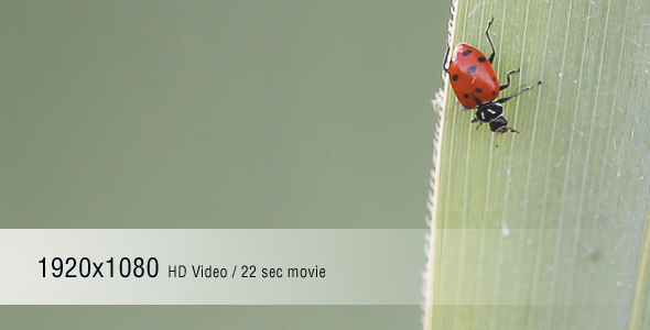 LadyBug 04 LadyBug 04