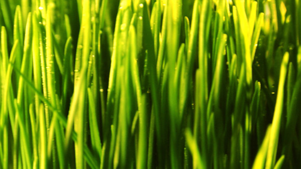 Green Grass Loop Green Grass Loop