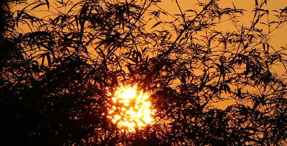 Sunrise And Bamboo Leaves I Sunrise And Bamboo Leaves I