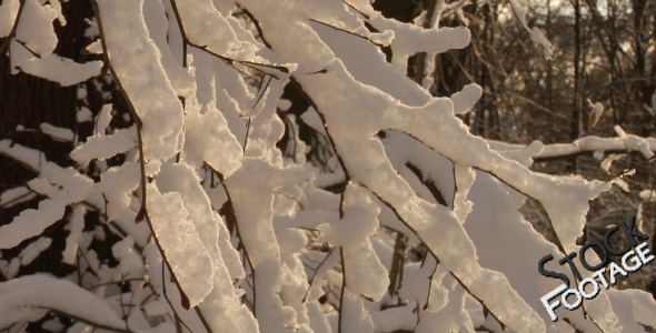 Winter snowy Branches FullHD Stock Footage H.264 Winter snowy Branches FullHD Stock Footage H.264