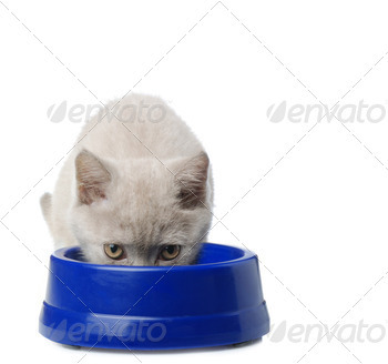 The cat eats from a bowl