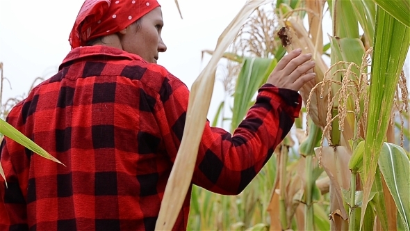 Farmer In The Corn Field Farmer In The Corn Field