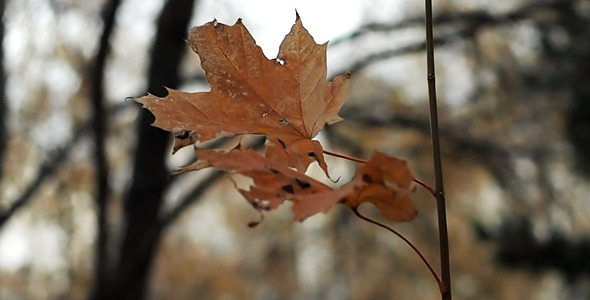 Autumn Leaves Rustling In The Wind 16 Autumn Leaves Rustling In The Wind 16