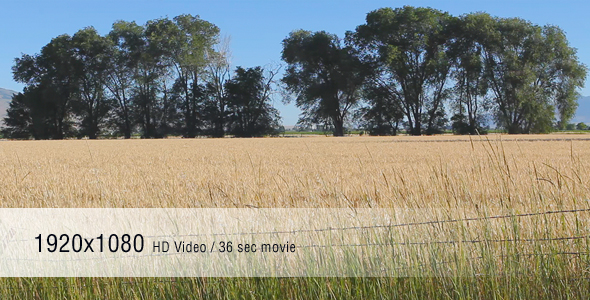 Wheat Field Wheat Field