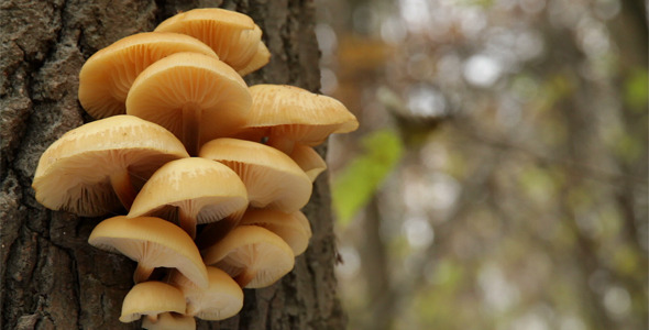 Mushrooms On A Tree Mushrooms On A Tree