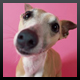 rondog
