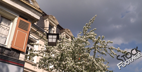 Village Cherrytree Stock Footage Full HD H264 Village Cherrytree Stock Footage Full HD H264