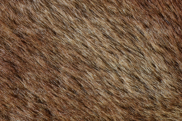 abstract brown fur background (texture)