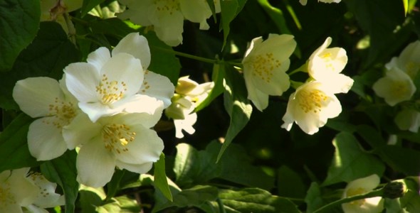 Jasmine Flowers HD Loop Jasmine Flowers HD Loop