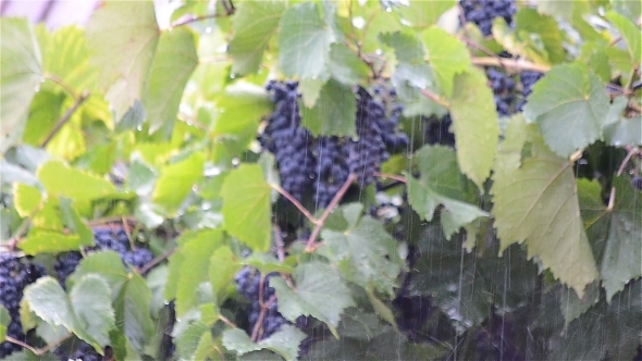 Vine Grapes In The Rain 1 Vine Grapes In The Rain 1