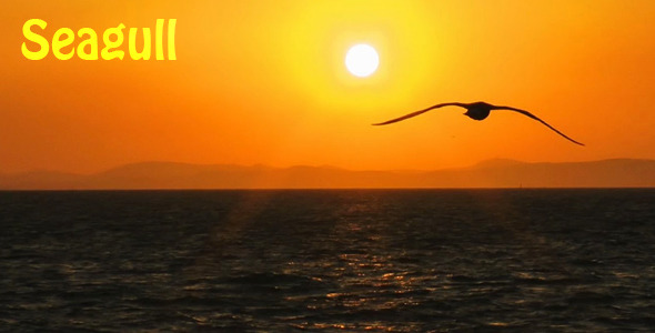 Seagull Seagull