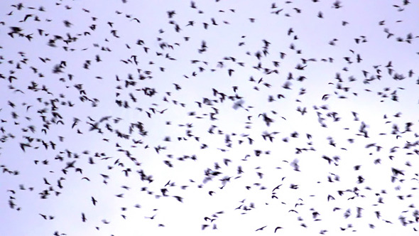 Flock of Birds Flock of Birds