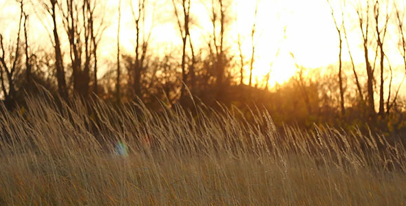 Autumn Yellow Dry Stalks And Sunset Autumn Yellow Dry Stalks And Sunset