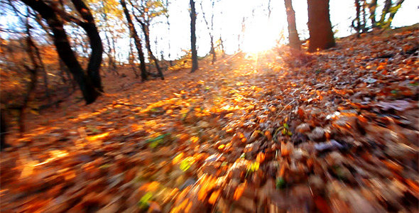 Autumn Forest Autumn Forest