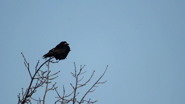 Ravens On Tree 3 Ravens On Tree 3