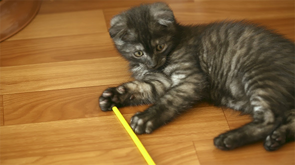 Playful Kitten Playful Kitten
