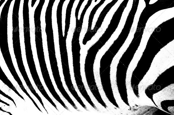 zebra animal pattern