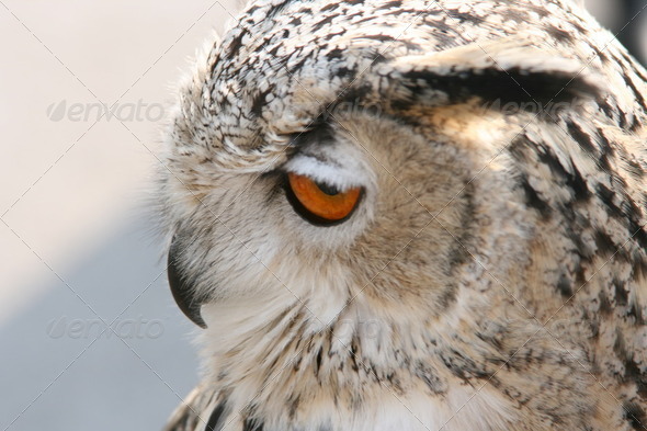 owl bird head