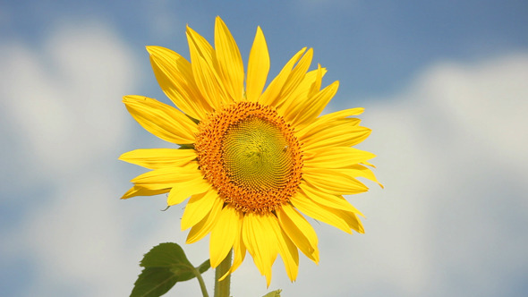 Sunflowers 26 Sunflowers 26