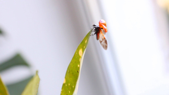 Ladybug 8 Ladybug 8
