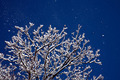 Photo of trees and falling snow | Free christmas images