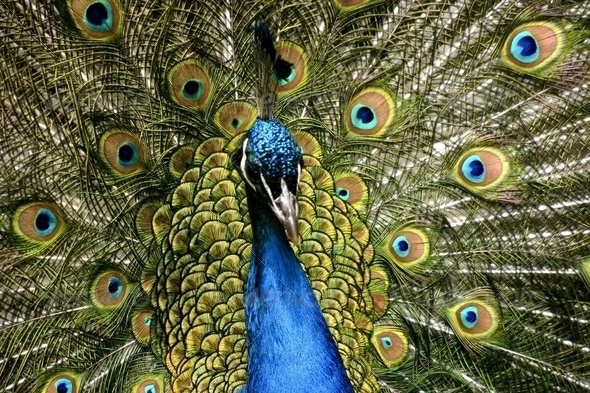 Paradise bird peacock