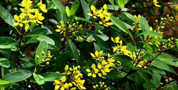 Flowers Flowers
