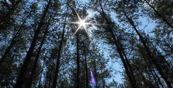 Forest Forest