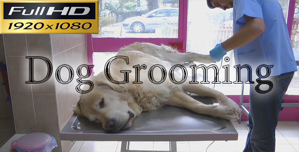 Dog Grooming Timelapse FULL HD Dog Grooming Timelapse FULL HD