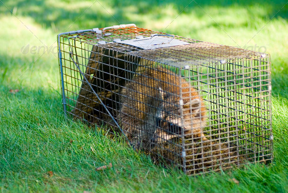 Raccoon Trapped in a Cage