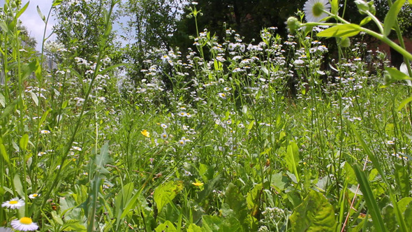 Chamomile Field 1 Chamomile Field 1