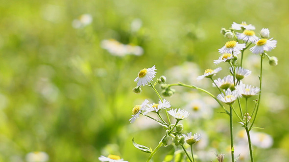 Chamomile Field 9 Chamomile Field 9