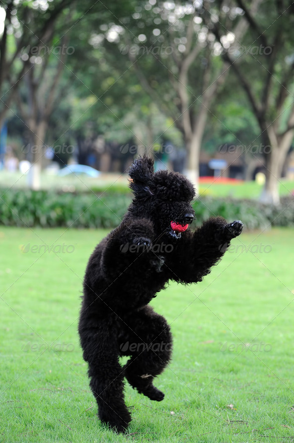 Black poodle dog