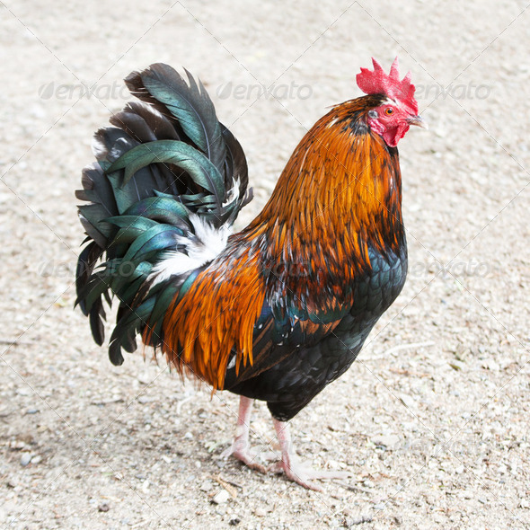 Rooster or cockerel