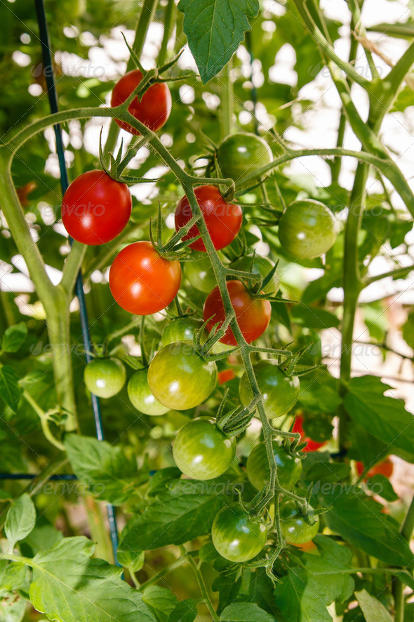 Cherry Tomatoes Growing on the Vine